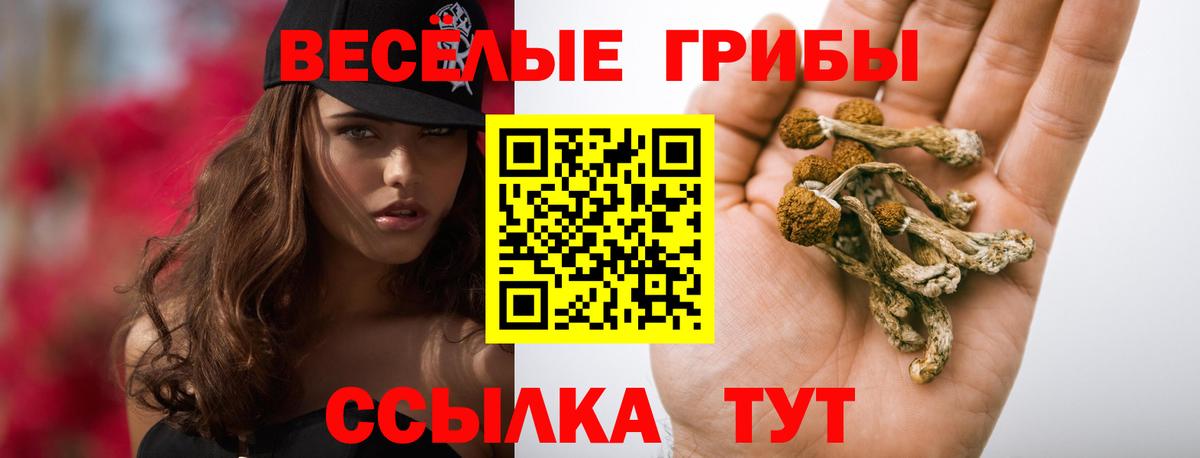 Галлюциногенные грибы Psilocybine cubensis Ачинск